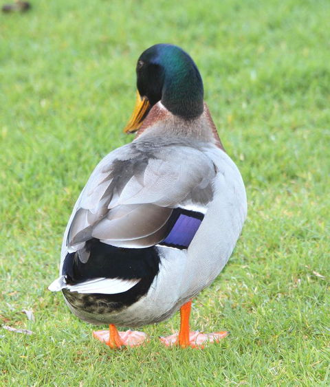 Riverview Tourist Park - Sydneys Hotel 26