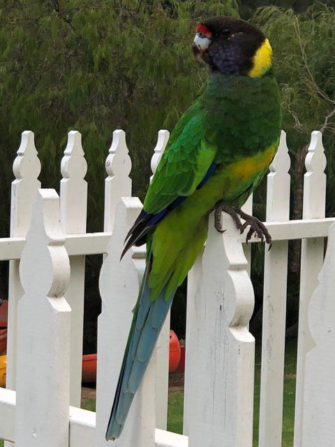 Riverview Tourist Park - Sydneys Hotel 20