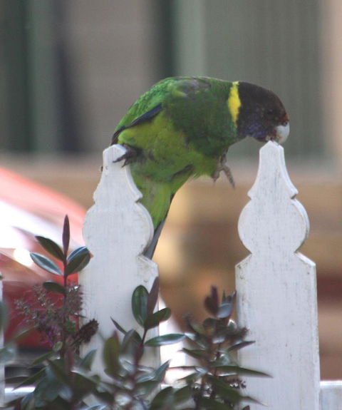 Riverview Tourist Park - Sydneys Hotel 35