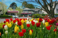 Book Leura Accommodation Vacations Sydneys Hotel Sydneys Hotel