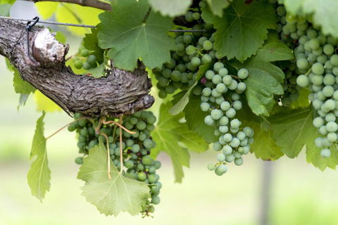 Thistle Hill Guesthouse - Walk To Many Wineries And Restaurants - Sydneys Hotel 44