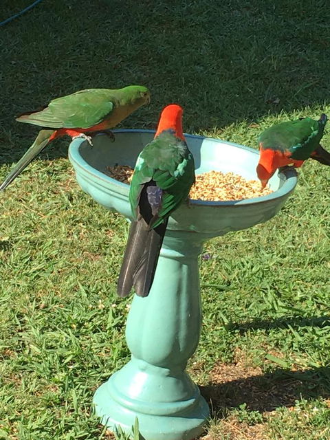 The Best Exotic Magnolia Cottage - Sydneys Hotel 10