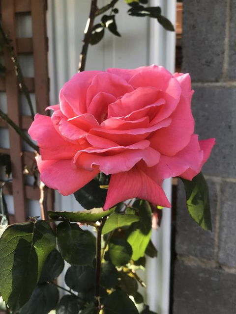 Cozy Luxury Suit With Separate Entrance - Sydneys Hotel 0