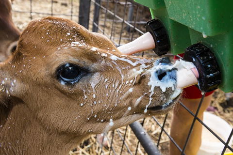 Dairyman's Cottage - Sydneys Hotel 2