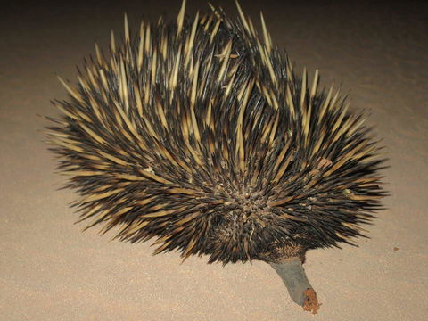Gnaraloo Station - Homestead - Sydneys Hotel 3