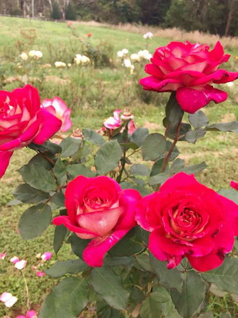 Golden Village - Sydneys Hotel 3