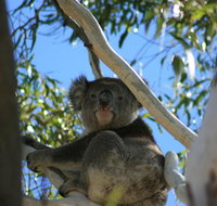 Levi Park Caravan Park - Sydneys Hotel