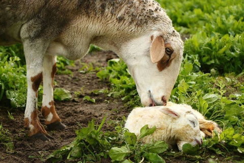 Kellers Bed And Breakfast - Sydneys Hotel 1