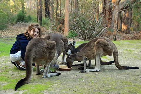 Yelverton Brook Conservation Sanctuary - Sydneys Hotel 5