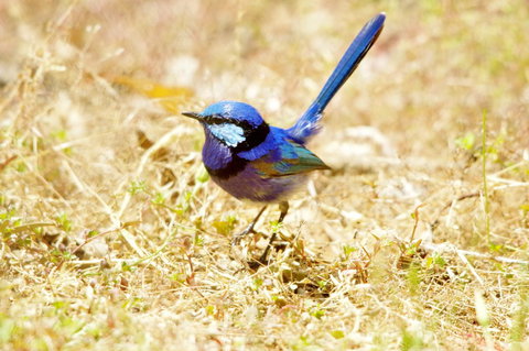 Yelverton Brook Conservation Sanctuary - Sydneys Hotel 23