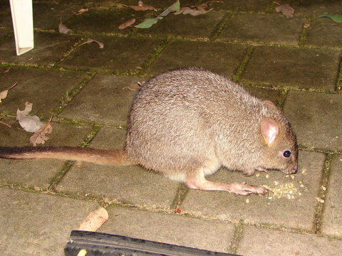 Yelverton Brook Conservation Sanctuary - Sydneys Hotel 37