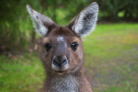 Yelverton Brook Conservation Sanctuary - Sydneys Hotel 25