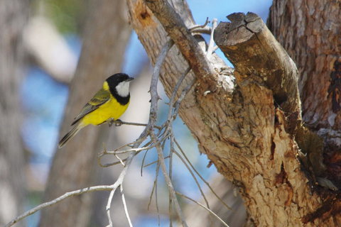 Yelverton Brook Conservation Sanctuary - Sydneys Hotel 35