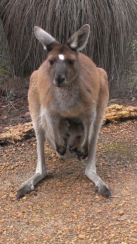 Yelverton Brook Conservation Sanctuary - Sydneys Hotel 27