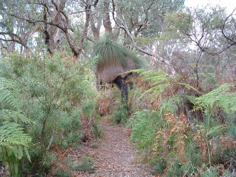 Yelverton Brook Conservation Sanctuary - Sydneys Hotel 41