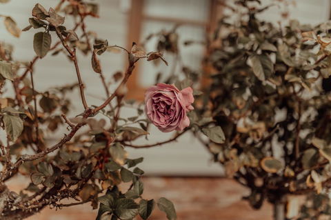 Bluebird Cottage - Sydneys Hotel 25