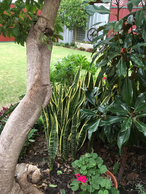 Bluebird Cottage - Sydneys Hotel 30