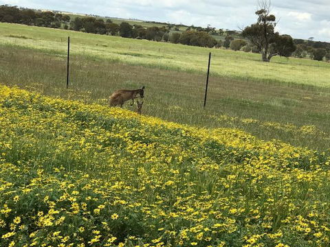 The Mains Guest House 2 Bedroom Farm Stay - Sydneys Hotel 15