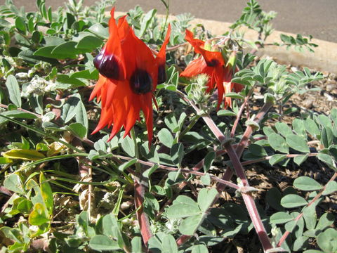 Meekatharra Accommodation Centre - Sydneys Hotel 17