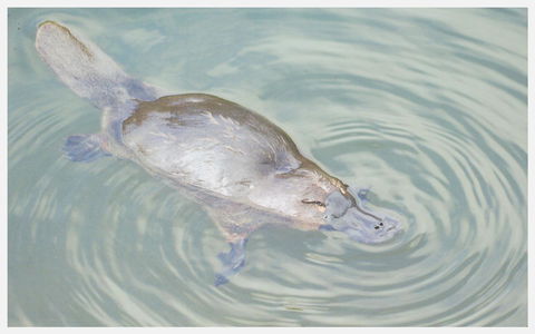 Strahan Retreat Holiday Park - Sydneys Hotel 20