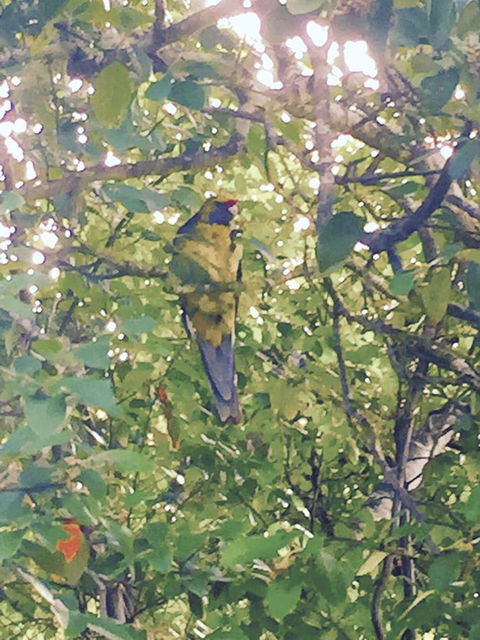 Wandering Geese Boutique Bed And Breakfast - Sydneys Hotel 24