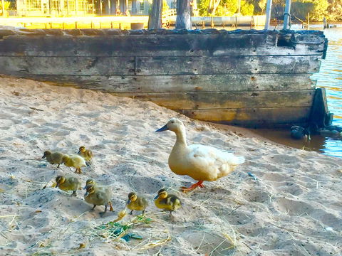 Wandering Geese Boutique Bed And Breakfast - Sydneys Hotel 3