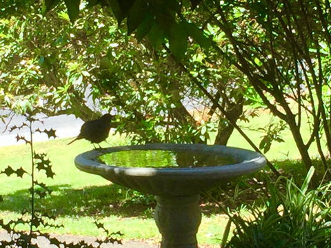 Wandering Geese Boutique Bed And Breakfast - Sydneys Hotel 19