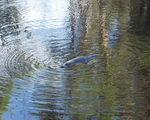 Platypus Park Country Retreat - Sydneys Hotel 32
