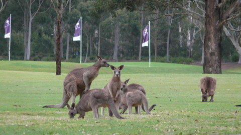 Riverside Oaks Golf Resort - Sydneys Hotel 3