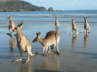 Book Seaforth Accommodation Vacations Sydneys Hotel Sydneys Hotel
