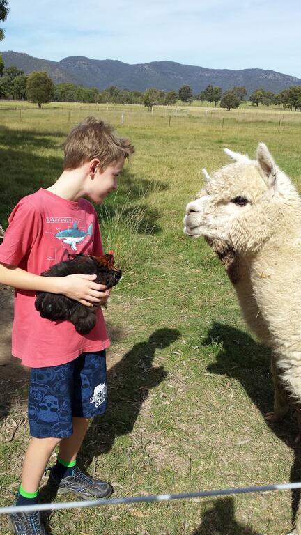 Starline Alpacas Farmstay Resort - Sydneys Hotel 3
