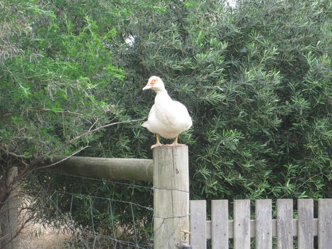 Taras Richmond Farmstay - Sydneys Hotel 16