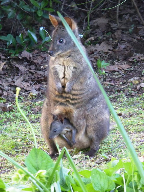 Tamar River Retreat - Sydneys Hotel 36