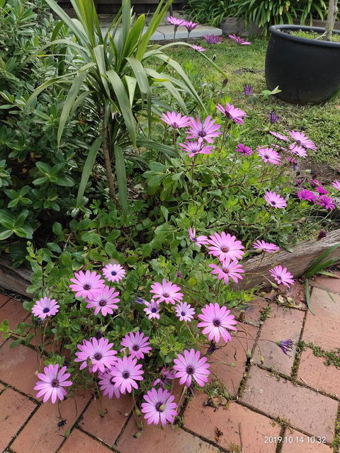 Coachman Motel And Holiday Units - Sydneys Hotel 15