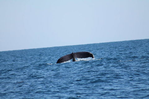 The Cove Holiday Village - Sydneys Hotel 1