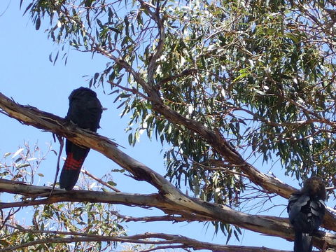Wanderers Rest Of Kangaroo Island - Sydneys Hotel 2