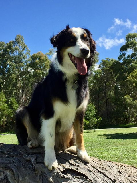 Bundjil Studio - Sydneys Hotel 13