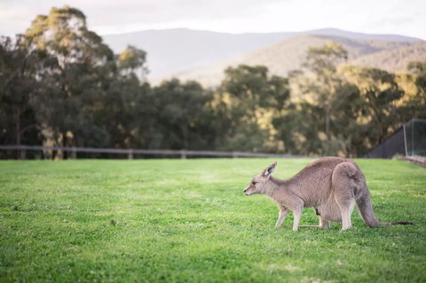 Kangaroo Manor - Sydneys Hotel 29