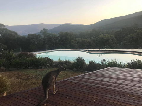Kangaroo Manor - Sydneys Hotel 8