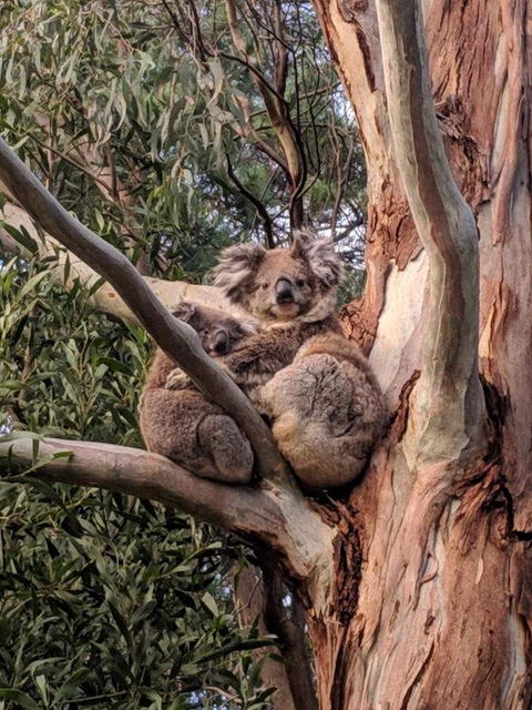 Kangaroo Manor - Sydneys Hotel 9