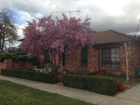 Bricks And Roses - Sydneys Hotel 1