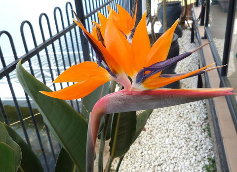 Gaia On Bribie Island - Sydneys Hotel 24