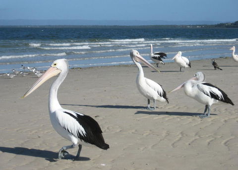 Fairways Golf & Beach Retreat Bribie Island - Sydneys Hotel 3