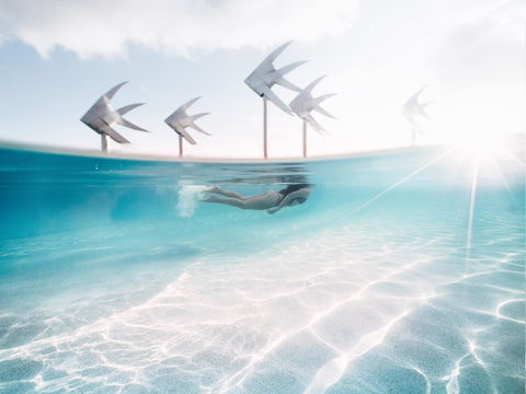 Coral Tree Inn - Sydneys Hotel 39