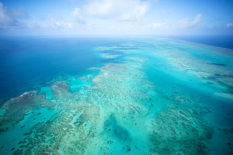 Coral Tree Inn - Sydneys Hotel 37