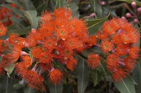 Ficifolia Lodge - Sydneys Hotel 26