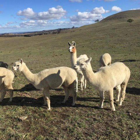 GOULBURN ALPACA FARM STAY - Sydneys Hotel 0