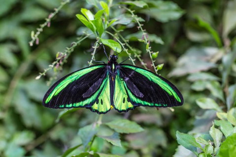 Batchelor Butterfly Farm - Sydneys Hotel 2