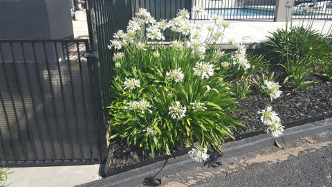 Bathurst Gold Panner - Sydneys Hotel 1