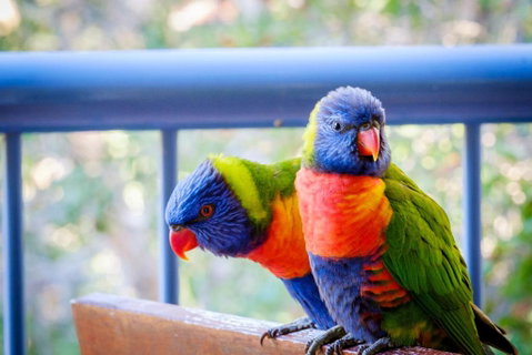 Sanctuary Lake Apartments - Sydneys Hotel 1